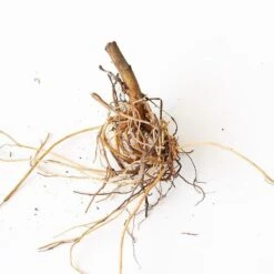 Aster X Frikartii 'Mönch' -Verdelyn Sales x600 30707