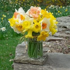 The Works Daffodil Mix -Verdelyn Sales x600 30773