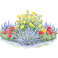 Perfumed Pageant Rose & Perennial Garden 12 Perfumed Pageant Rose & Perennial Garden -Verdelyn Sales x600 30785