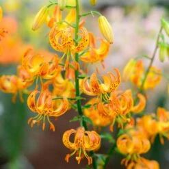 Lilium 'Sunny Morning' -Verdelyn Sales x600 30799