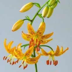 Lilium 'Sunny Morning' -Verdelyn Sales x600 30801