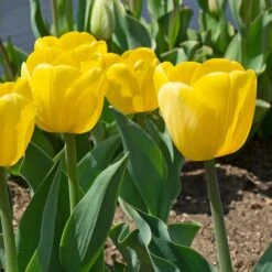White Flower Farm Yellow Perennial Tulip -Verdelyn Sales x600 30853