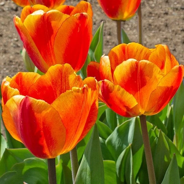 White Flower Farm Red-and-Yellow Perennial Tulip 1 White Flower Farm Red-and-Yellow Perennial Tulip