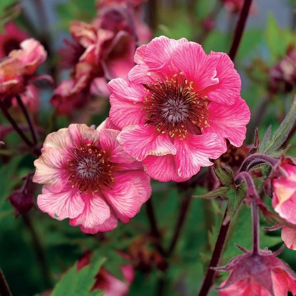 Geum Tempo™ Rose 1 Geum Tempo™ Rose