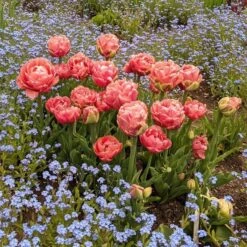 Tulip 'Copper Image' -Verdelyn Sales x600 31073