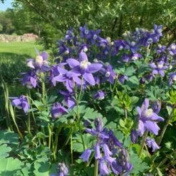 Aquilegia 'Blue Butterflies' 14 Aquilegia 'Blue Butterflies' -Verdelyn Sales x600 31124