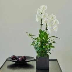 White Dendrobium Orchid Garden In 5" Ceramic Cachepot -Verdelyn Sales x600 31209