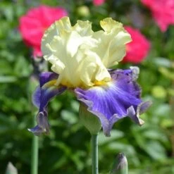 Iris Germanica 'Sunny Glitter'