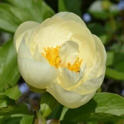 Peony 'Lemon Chiffon' -Verdelyn Sales x600 31214