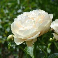 Peony 'Pastelegance' -Verdelyn Sales x600 31216