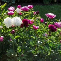 Old-Time Peony Collection -Verdelyn Sales x600 31242