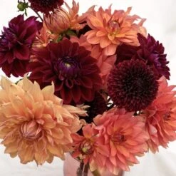 Verdelyn Sales -Verdelyn Sales x600 31423