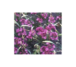 A Big Mix Of Little Alliums 9 A Big Mix Of Little Alliums -Verdelyn Sales x600 3156