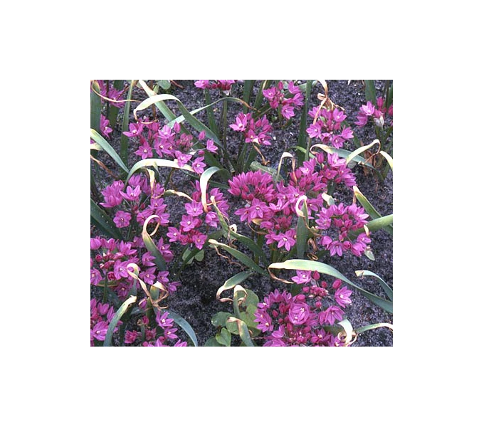 A Big Mix Of Little Alliums 4 A Big Mix Of Little Alliums - Image 4