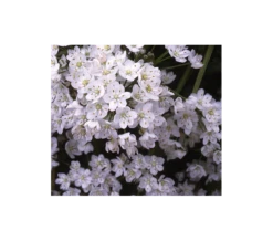 A Big Mix Of Little Alliums 10 A Big Mix Of Little Alliums -Verdelyn Sales x600 3158