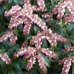 Pieris Japonica 'Katsura' -Verdelyn Sales x600 31737