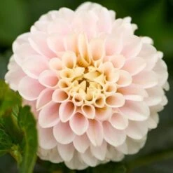 Dahlia 'Light Wizard' -Verdelyn Sales x600 31808