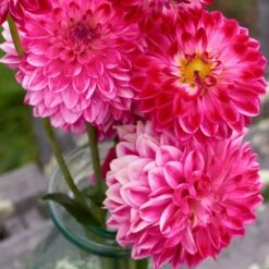 Dahlia 'Seniors Dream' -Verdelyn Sales x600 31809