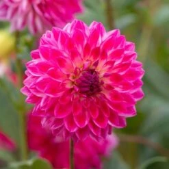 Dahlia 'Seniors Dream' -Verdelyn Sales x600 31810