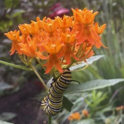 Asclepias Tuberosa -Verdelyn Sales x600 31941