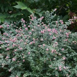 Symphoricarpos Proud Berry® -Verdelyn Sales x600 31963
