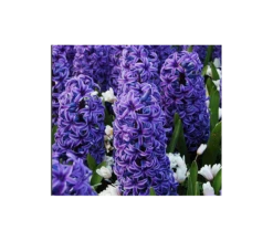 Springtime Sizzle Hyacinth, Forget-me-not & Sedum Collection -Verdelyn Sales x600 3289