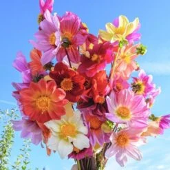 Bee Friendly Dahlia Mix -Verdelyn Sales x600 32894