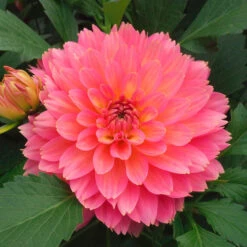 Dahlia 'XXL Merida'