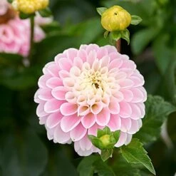 Dahlia 'Light Wizard' -Verdelyn Sales x600 32981
