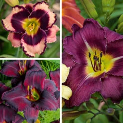 Sultry Eyes Hemerocallis Mix -Verdelyn Sales x600 33437