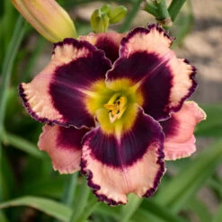 Sultry Eyes Hemerocallis Mix -Verdelyn Sales x600 33438