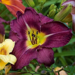 Sultry Eyes Hemerocallis Mix -Verdelyn Sales x600 33439