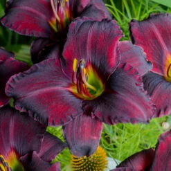 Sultry Eyes Hemerocallis Mix -Verdelyn Sales x600 33440
