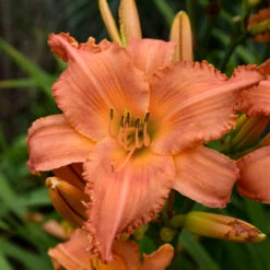 Sunset Glow Daylily Mix 8 Sunset Glow Daylily Mix -Verdelyn Sales x600 33443