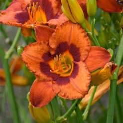 Sunset Glow Daylily Mix 9 Sunset Glow Daylily Mix -Verdelyn Sales x600 33445
