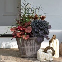 Brandied Peach Fall Collection