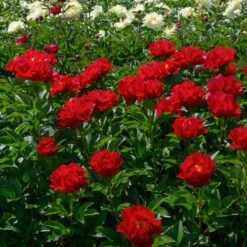 Peony 'Mackinac Grand' -Verdelyn Sales x600 33735