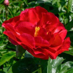 Peony 'Mackinac Grand' -Verdelyn Sales x600 33736