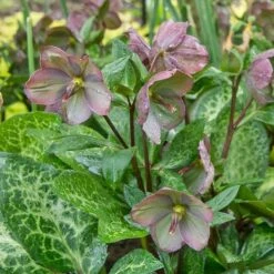 Helleborus Frostkiss® Penny's Pink -Verdelyn Sales x600 33972