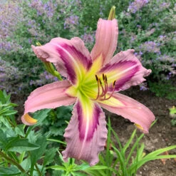 Hemerocallis (Daylily) 'Ocean Spirit'