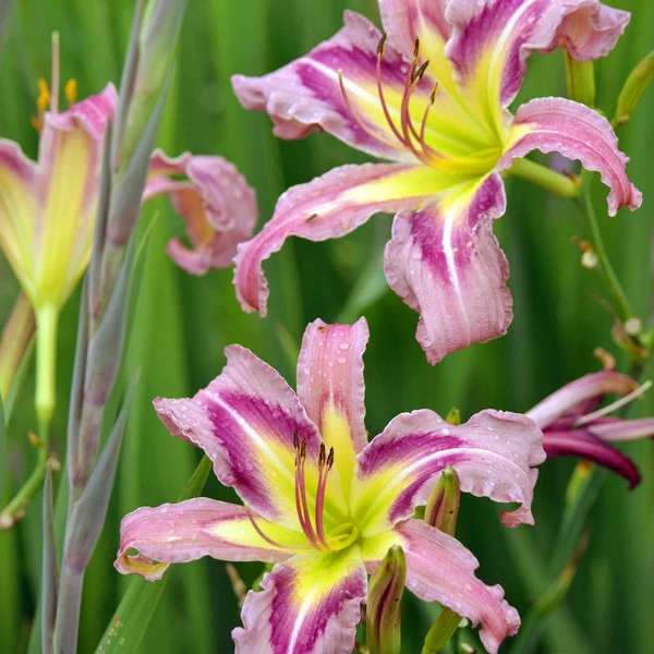 Hemerocallis (Daylily) 'Ocean Spirit' 2 Hemerocallis (Daylily) 'Ocean Spirit' - Image 2