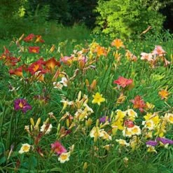 Collaboration For Sun For The North - Daffodils & Daylilies -Verdelyn Sales x600 34076