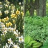 Collaboration For Part Shade For The South - Daffodils & Hosta