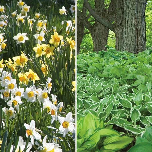 Collaboration For Part Shade For The South - Daffodils & Hosta 1 Collaboration For Part Shade For The South - Daffodils & Hosta