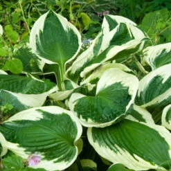 Hosta 'Patriot' -Verdelyn Sales x600 34143