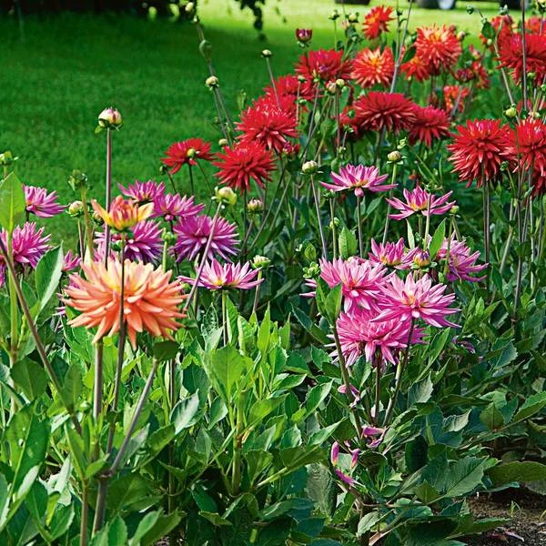 The Karma Dahlia Collection - 4 Tubers 1 The Karma Dahlia Collection - 4 Tubers