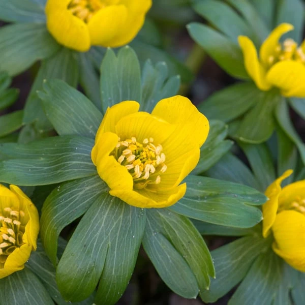 Eranthis Hyemalis 1 Eranthis Hyemalis