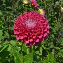 Having A Ball Dahlia Collection -Verdelyn Sales x600 34384