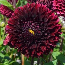 Having A Ball Dahlia Collection -Verdelyn Sales x600 34387