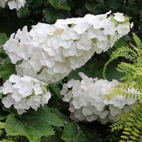 Hydrangea Quercifolia Gatsby Gal® 1 Hydrangea Quercifolia Gatsby Gal®